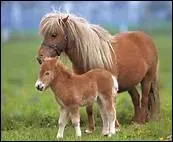 Grce aux poneys Shetlands,  partir de quel ge les enfants peuvent-ils commencer  apprendre l'quitation, s'ils ont une taille suffisante ?