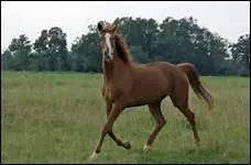 En quelle anne ces quatre grandes Ecoles questres ont-elles prsent un spectacle commun  Paris ?