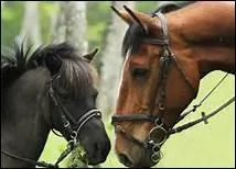 O se trouvent les chevaux dans un centre questre ?