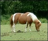 Pourquoi met-on de la paille dans les box ?