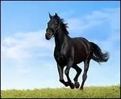 Pourquoi les moniteurs prfrent-ils donner leurs cours  l'extrieur, dans la carrire ?