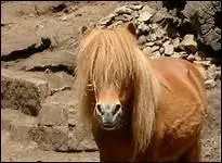 Parmi les lves des poney-clubs, les filles reprsentent ...