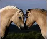 Pourquoi ne doit-on pas utiliser le peigne pour la queue du cheval ?