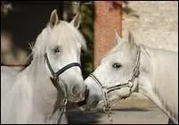 Pourquoi faut-il rgulirement graisser les sabots des chevaux ?