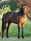 Quiz Animaux