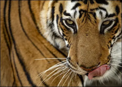 Le tigre est un canidé.