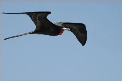L'Hermione est le navire qui a conduit le marquis de la Fayette aux États-Unis en 1780. C'était...