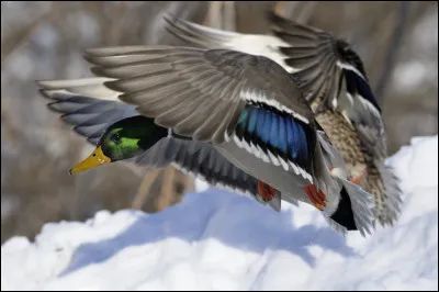 Pour le roi, souvent ; pour la patrie, toujours était la devise de...