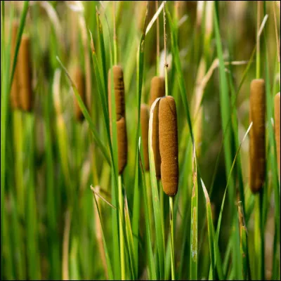 Quelle planète préfères-tu ?