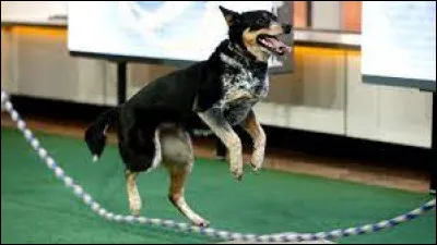 Vous voulez un record animal ? En voici un ! Toby est un chien qui a fait éclater 100 ballons de baudruche le plus rapidement possible. Combien de temps a-t-il mis ?