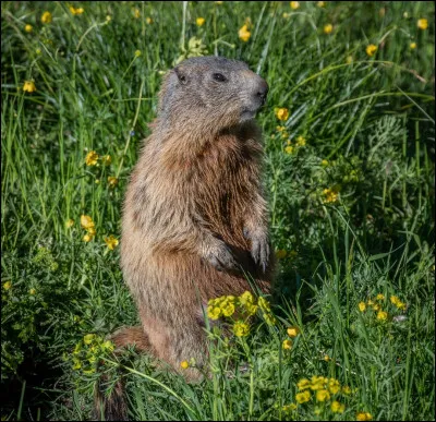 Ancien nom du castor :