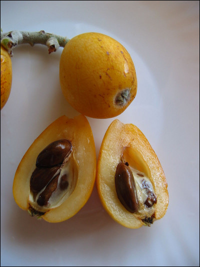 Fruit comestible du néflier du Japon :