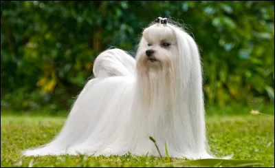 Maltais, havanais ou fris&eacute;, c'est un :