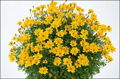 Plante &agrave; fleurs jaunes, de la famille des Ast&eacute;rac&eacute;es :