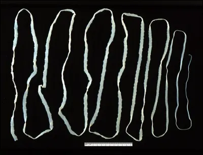 L'organisation d'un ténia (cestode) est la suivante...