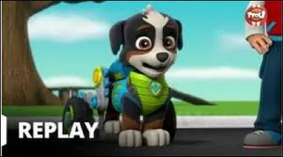 De quelle race est Rex ?