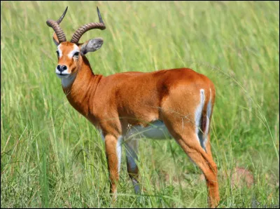 Quelle est cette antilope mâle avec des cornes en forme de lyre, animal qui évolue dans les savanes humides d'Afrique ?