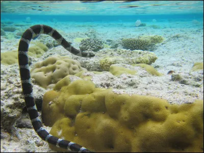 Quel est ce serpent venimeux marin originaire de Niue, pays insulaire du Pacifique en Polynésie occidentale ?