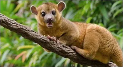 Quel est ce mammifère arboricole nocturne des forêts tropicales d'Amérique du Sud qui possède une queue préhensible ?