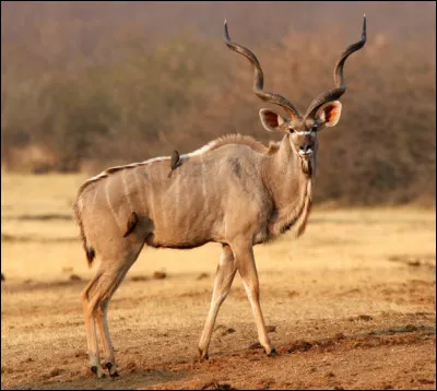 Quel est ce bovidé africain avec une crinière, de longs poils et deux cornes divergentes à trois spires ?