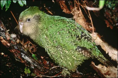 Quel est ce lourd oiseau nocturne endémique de la Nouvelle-Zélande, c'est le seul perroquet au monde à ne pas voler ?