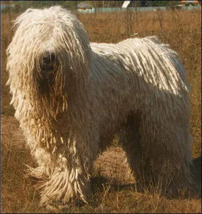 Quel est ce chien atypique de grande taille avec de longs poils cotonneux lui donnant un look de serpillière, il est vif, affectueux et bon gardien ?