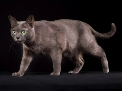 Quel est ce chat originaire de Thaïlande à la robe de couleur bleue et aux yeux verts, animal porte-bonheur ?