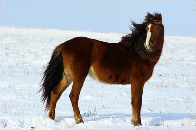 Quel est ce cheval originaire du Kazakstan réputé pour son endurance, très prisé par les nomades pour le transport et sa viande ?