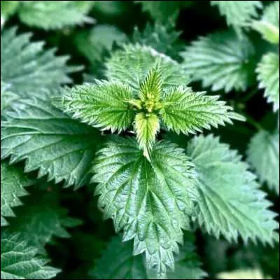 Quel acide pr&eacute;sent sur les poils des orties provoque des r&eacute;actions urticantes chez l�homme ?