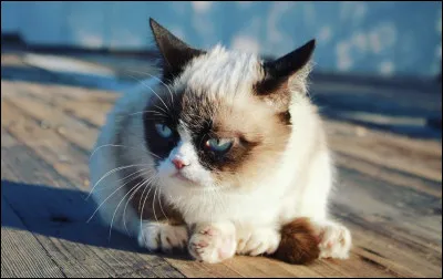 Connaissez-vous le vrai nom de Grumpy Cat ?