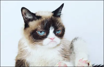 Cet influenceur félin souffrait-il dune maladie ?