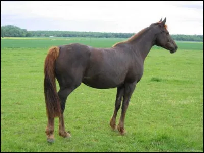 Quelle est cette robe qui fait partie des alezans ?