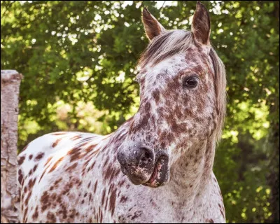Comment se nomme cette jolie robe appréciée des Indiens ?