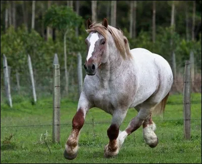 Quelle robe possède ce cheval de trait breton ?