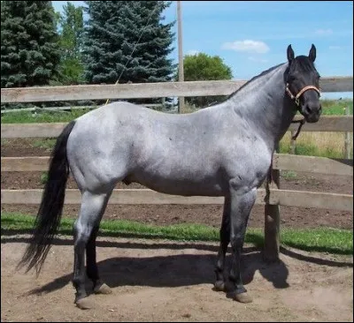 Quelle est la robe de cheval quater horse ?