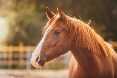 Quelle est cette robe ?