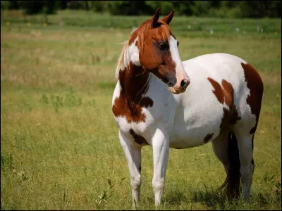 Comment se nomme cette robe qui galopait dans les prairies indiennes ?