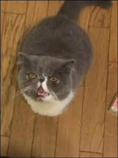 Comment s'appelle son chat ? (photo)