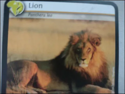 Quelle est la longueur de la queue du lion ? Plusieurs réponses possibles.