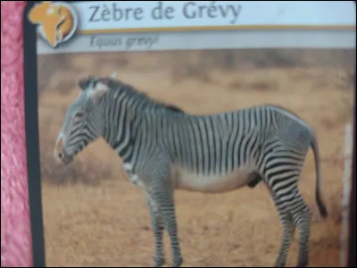 On compte plus de 2 500 individus de Zèbres de Grévy.