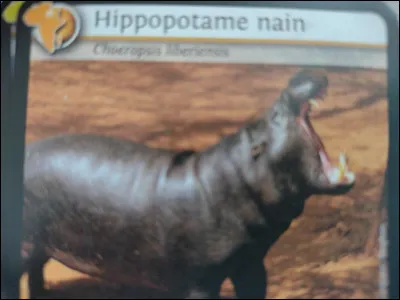 L'hippopotame nain vit 25 ans.
