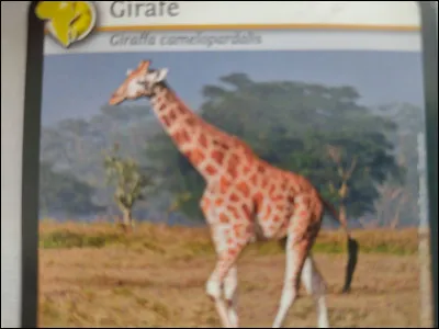 La girafe a une queue de 89 cm.