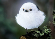 Quiz Les oiseaux mal connus dans le monde