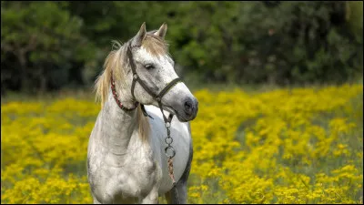 Lespérance de vie moyenne pour un cheval est de...