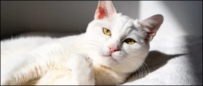 Quel est ton animal préféré ? (1/2)