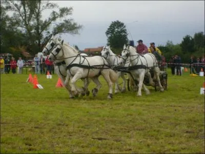 Quel est le nom de la discipline prsente sur la photo ?