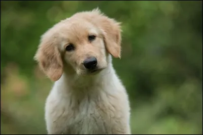 Est-ce un hovawart, un golden retriever ou un retriever de la Nouvelle-Écosse ?