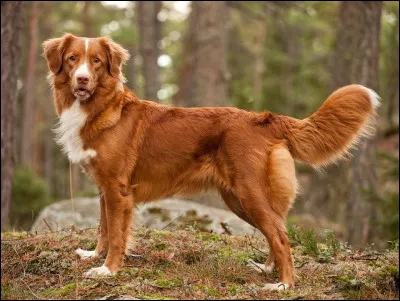 Est-ce un hovawart, un golden retriever ou un retriever de la Nouvelle-Écosse ?