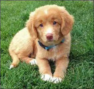 Est-ce un hovawart, un golden retriever ou un retriever de la Nouvelle-Écosse ?