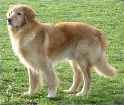 Est-ce un hovawart, un golden retriever ou un retriever de la Nouvelle-Écosse ?